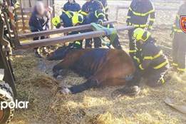 Kůň ve stáji ve Studénce nemohl vstát na nohy pomohli hasiči