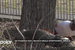 Ve Studénce kácí desítky stromů, nejvíce okolo sportovního areálu