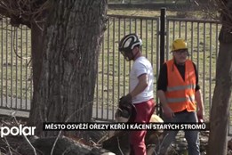 Město na jaro osvěží ořezy keřů i kácení starých stromů