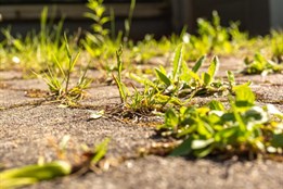 Zlíňané budou moci sledovat průběh postřiků proti plevelu na on-line mapě