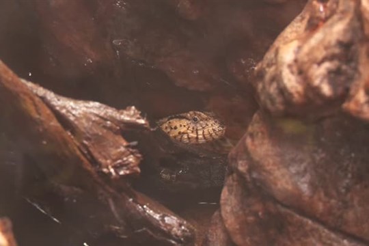 ZOO Liberec zahájila chov krokodýlovce čínského