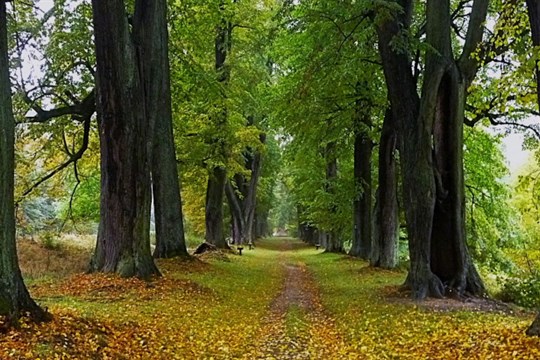 Genius Loci je alejí roku v Olomouckém kraji