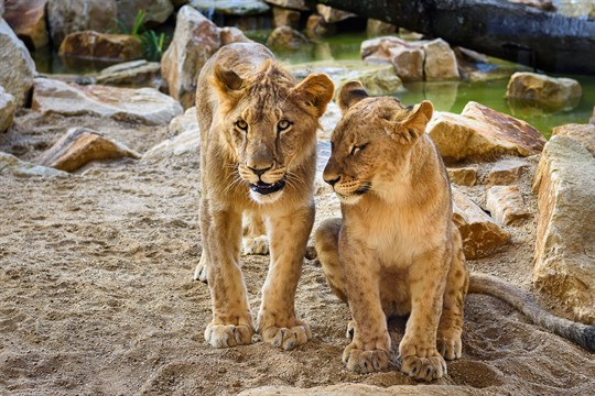 Zoo Zlín zve děti na jarní prázdniny, největším lákadlem je vstupné za 40 korun