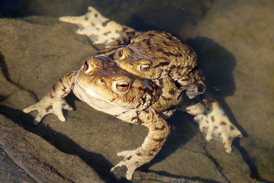 Pozor na cestách! Jarní tah obojživelníků vrcholí, zábrany nestačí všude